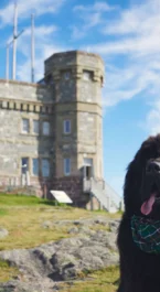 Large friendly dog wearing a tartan bandana sits by a coastal stone tower and grassy path, family outing context