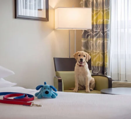 Pet-friendly Bedrooms