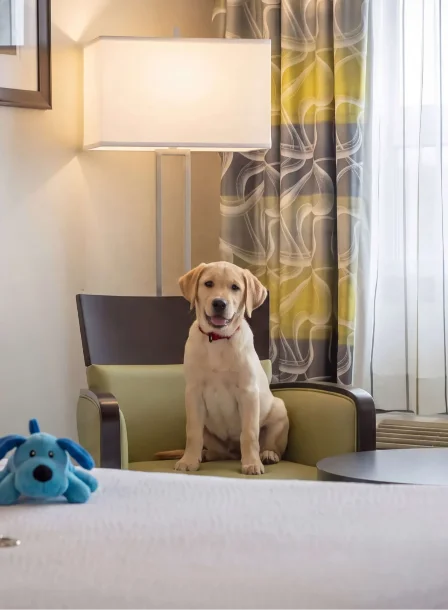 Cosy hotel room with a dog on chair, bright decor