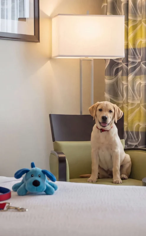 Cosy hotel room with a dog on chair, bright decor