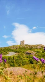 Scenic view of a lush green hill with Signal Hill in the distance, framed by vibrant purple wildflowers.